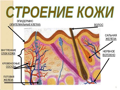 Особенности покрова сухой кожи