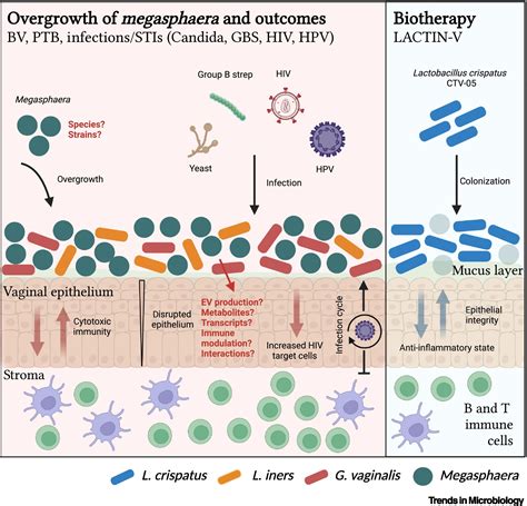 Особенности популяции Megasphaera spp: наблюдение исследователей в сфере микроорганизмов
