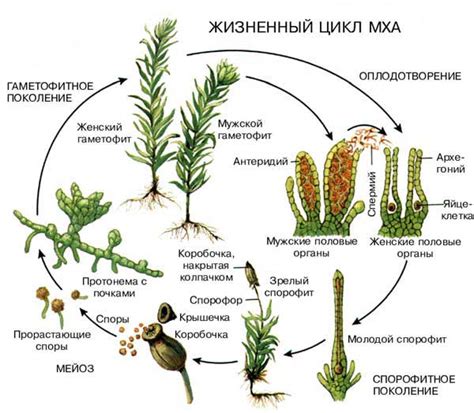 Особенности развития гаметофита у мхов