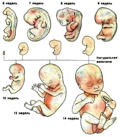 Особенности развития ребенка, рожденного на 34-й неделе беременности