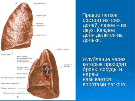 Особенности расположения очага в верхней части правого легкого