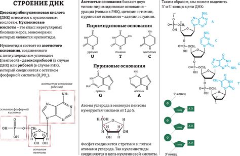 Особенности структуры первичной полоски и ее составляющих элементов