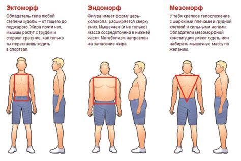 Особенности телосложения и фигуры