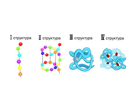 Особенности формирования вторичной структуры в различных типах белков