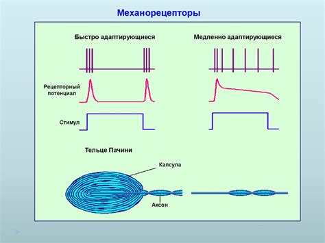 Осязание: механизм передачи тактильных ощущений