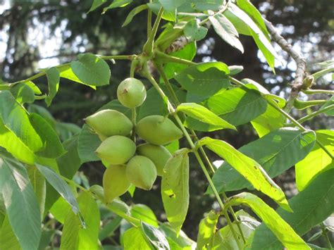 Отличительные особенности листьев ореха и ореховых плодов: основная информация