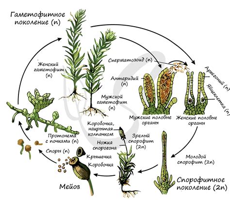 Отличия спорофита и гаметофита у мхов