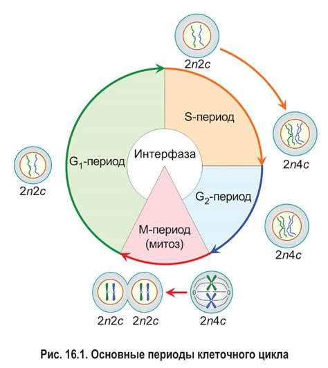 От одной клетки к миллионам: масштабы клеточного развития