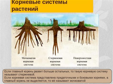 Оцените состояние корневой системы