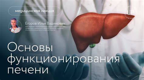 Оценка функционирования печени: анализ ключевых показателей