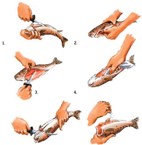 Очищение и разделка рыбы: секреты навыка