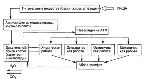 О поддержании оптимального влажностного режима и обеспечении питательных веществ для растущей ежевики