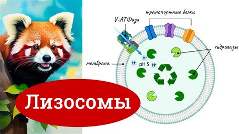 Первичные функции глюкокортикостероидов