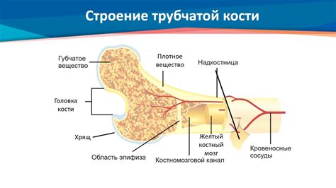 Первопричина: структура костей