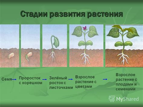 Перегрузка растения плодами