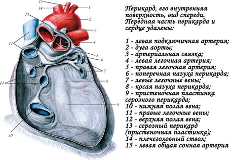 Перикард: структура и заболевания