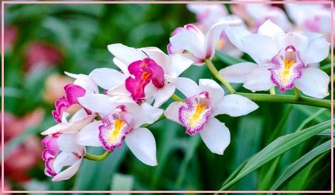 Периодичность и необходимость подкормки орхидеи