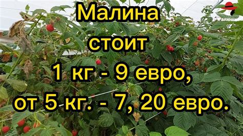 Пернатые постояльцы: кто выбирает малину?