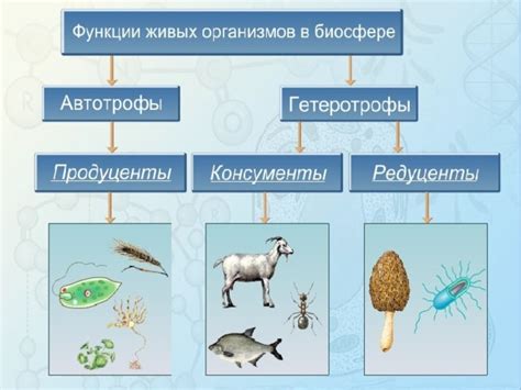 Питание насекомыми и плавающими объектами