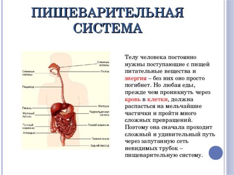 Питательные вещества, поступающие через расширенные протоки