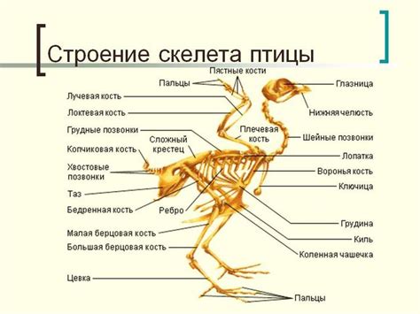 Подача и гастрономические сочетания голени птицы