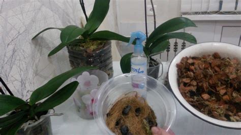Подготовка и выбор грунта перед пересадкой орхидеи