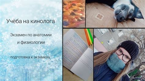 Подготовка к поступлению на кинолога: знайте требования заранее