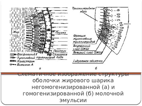 Подготовка молочной оболочки: конкретизированная инструкция