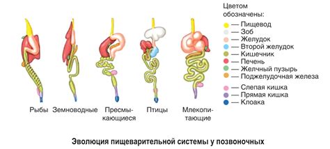 Поддержка пищеварительной системы и иммунной системы котят