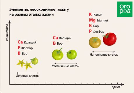 Полное устранение томатных растений и проведение дезинфекции после сбора урожая