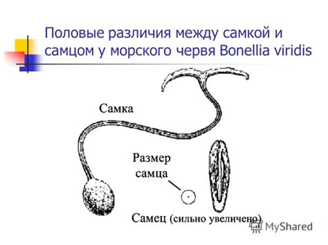 Половые различия у взрослых особей