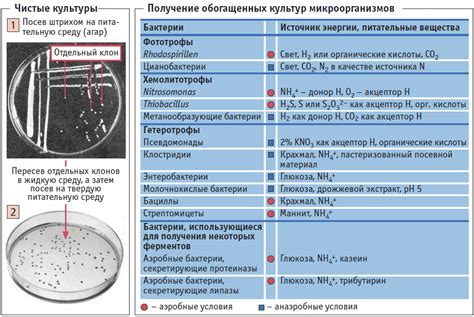 Получение полезных микроорганизмов через пищу