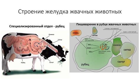 Польза глицерина в рационе коровы