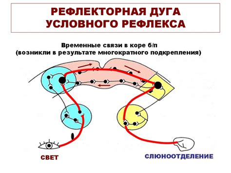 Понятие и примеры безусловного рефлекса