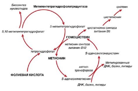 Последствия пониженного уровня гомоцистеина