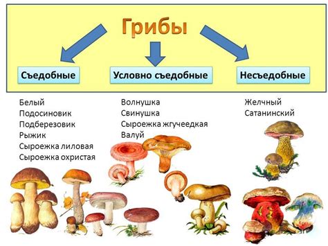 Постепенное наблюдение за ростом грибов и их окружением