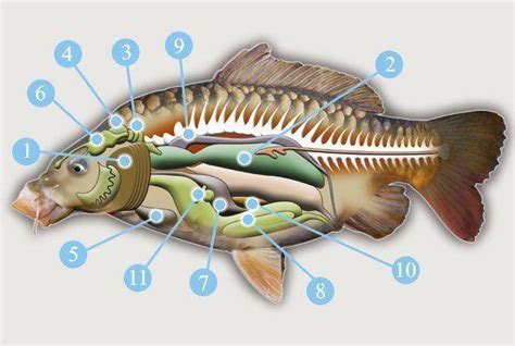 Постройка механизма для самостоятельного ловца рыбы: анатомия и принцип работы
