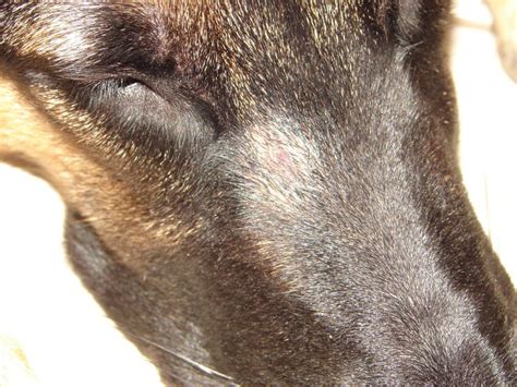 Потенциальная опасность заражения паразитами у собак в домашних условиях