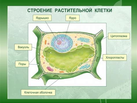 Потенциальные исследования в области запасного элемента в клетках растений