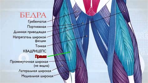 Почему важно укреплять мышцы на передней стороне бедра?