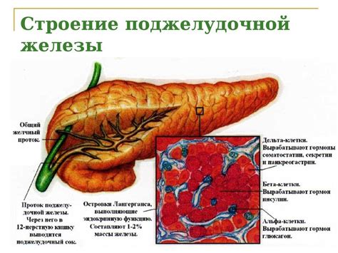 Почему гомогенная структура поджелудочной железы важна для здоровья? 