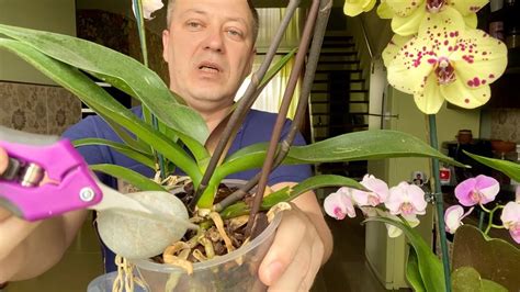 Правила пересадки орхидеи: шаг за шагом
