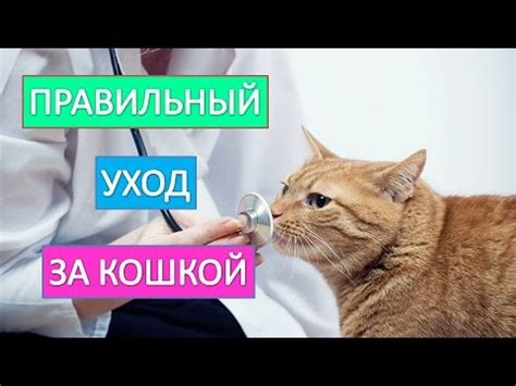 Правильный уход за гладкошерстной кошкой