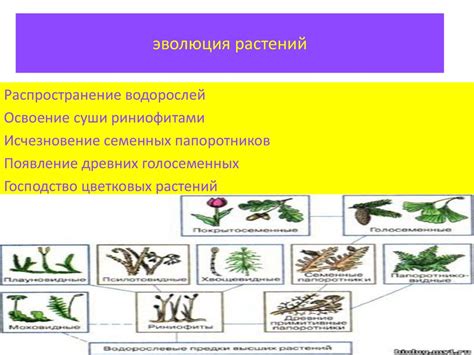 Предотвращение появления нежелательных растений в будущем: эффективные меры и рекомендации