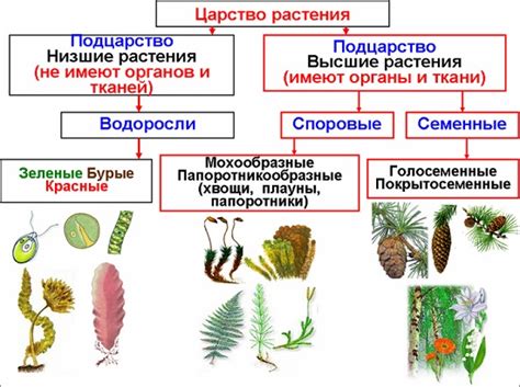 Представители семенных растений: разнообразие и классификация