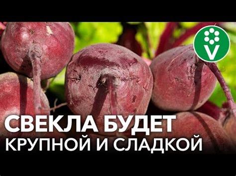 Преимущества выращивания корнеплодных культур после урожая свеклы