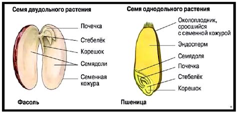 Преимущества растений с семенной оболочкой