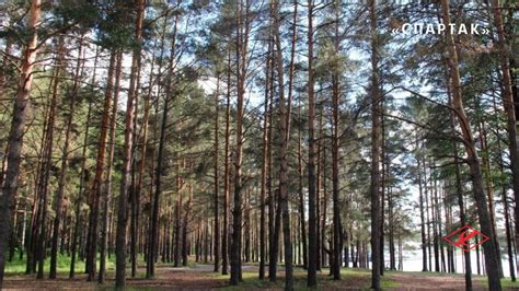 Приключения в окружении соснового бора: преимущества свежей атмосферы и активного стиля жизни