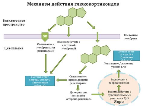 Принцип действия глюкокортикостероидов