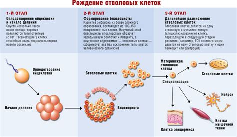 Принцип происхождения клеток и его подтверждение